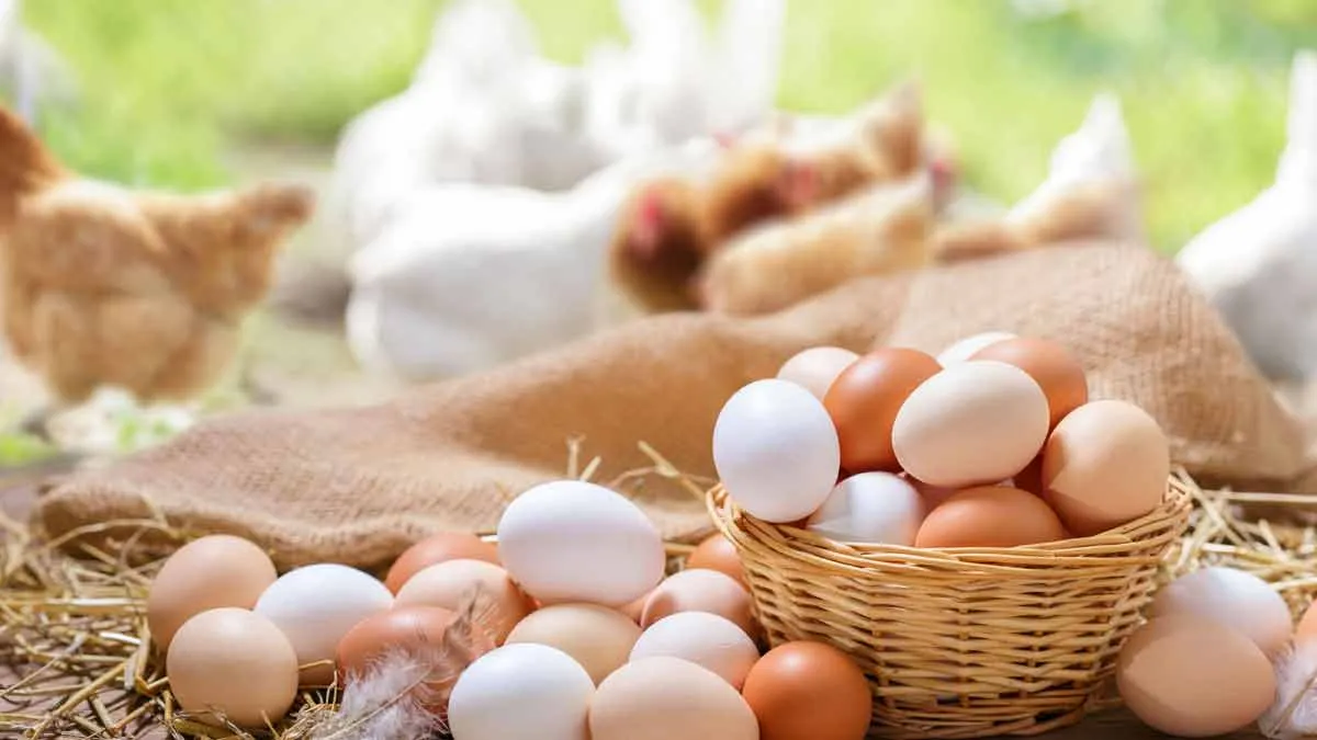 Wat zegt de kleur van een ei nou écht