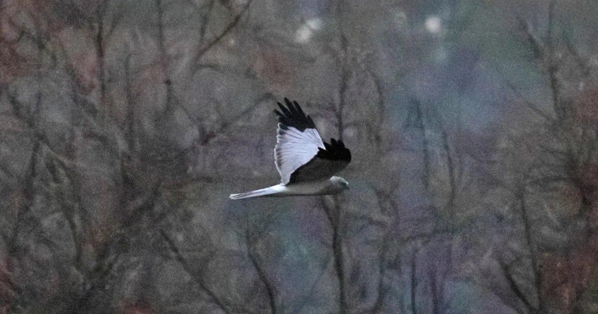 Zeldzame roofvogels gespot bij Arundel Wetlands